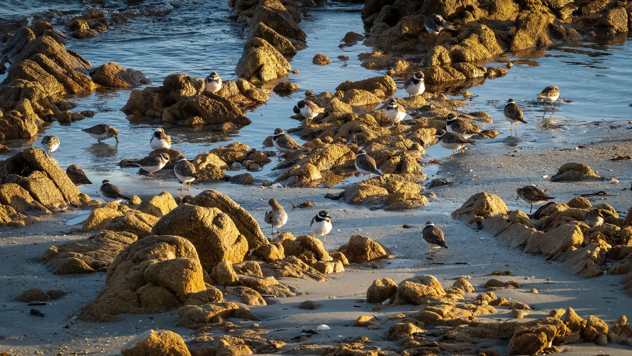 20250922 192303 Carnac   Flussregenpfeifer